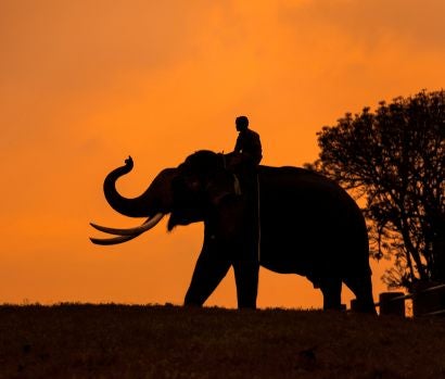 Elephant Silhoutte, Mudumalai, Tamilnadu, India Photocorp From Getty Images