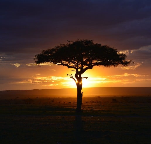 Tree on Sunset in the Masai Mara, Kenya. Photo from pixabay, Canva