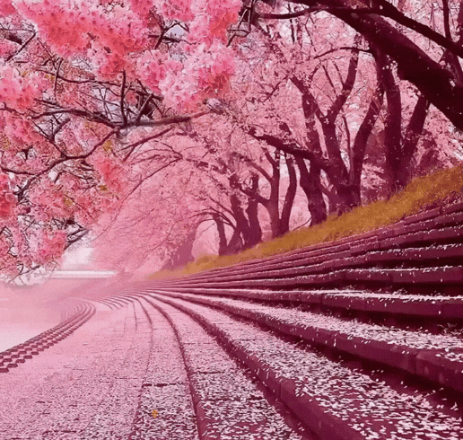 Cherry blossoms, intense pink, on the Potomac bank.