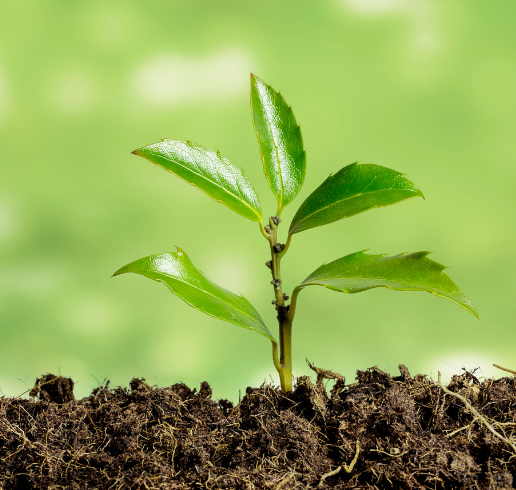 A small green seedling sprouts from dark soil against a blurred green background.